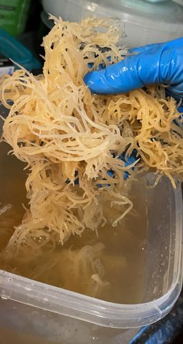 Customer photo review of St Lucia Wildcrafted Sea moss