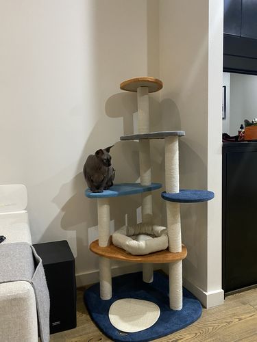 Customer photo review of Abstract Cat Tree