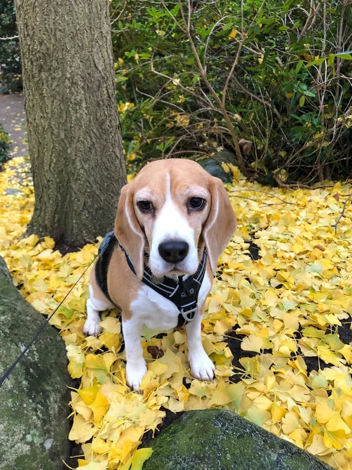 Customer photo review of AIR Comfort Walk Sele (mocca)