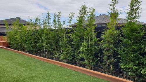 Customer photo review of ‘Gracilis’ Bamboo Plant (BIG30™)