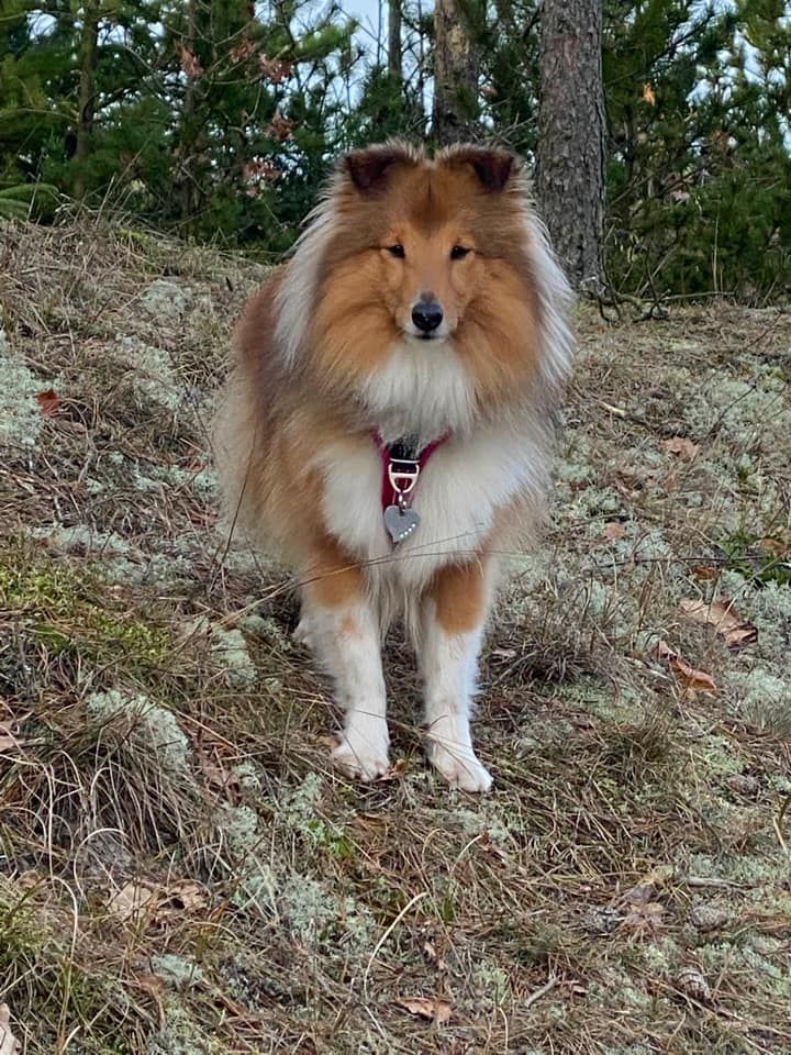 Customer photo review of AIR Comfort Walk Sele (mocca)