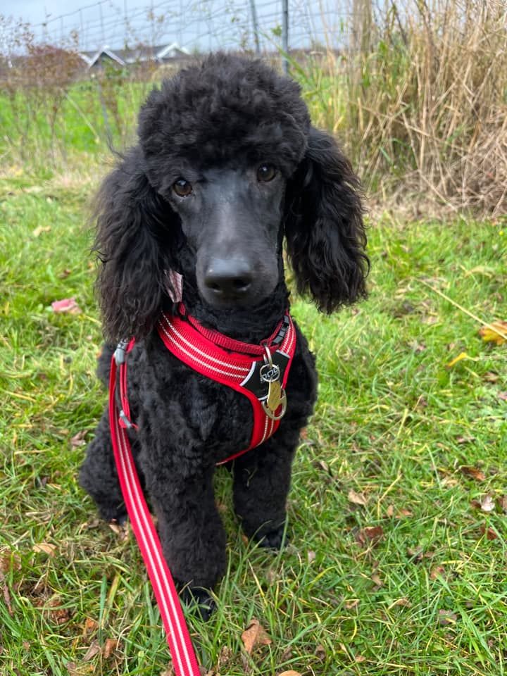 Customer photo review of AIR Comfort Walk Sele (mocca)