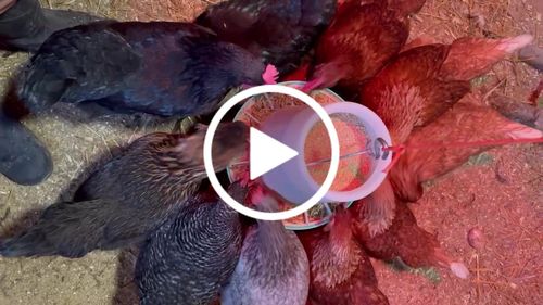 Customer video review of GrubTerra Dried Black Soldier Fly Larvae