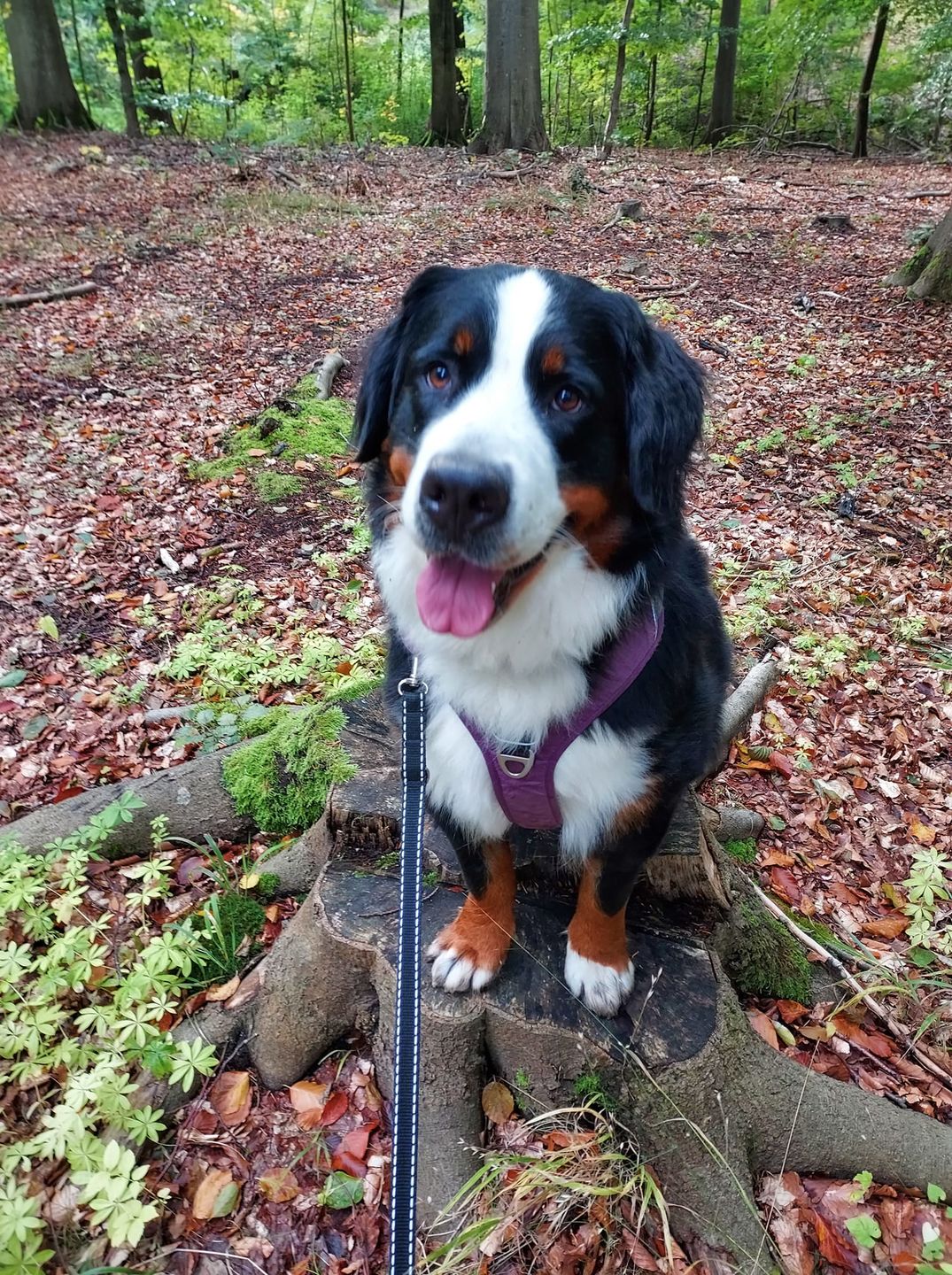 Customer photo review of AIR Comfort Walk Sele (sort)