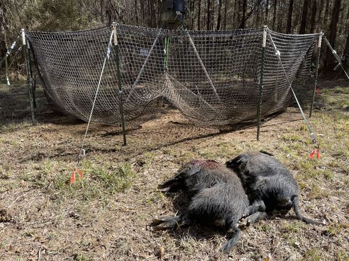 Customer photo review of Pig Brig Trap System