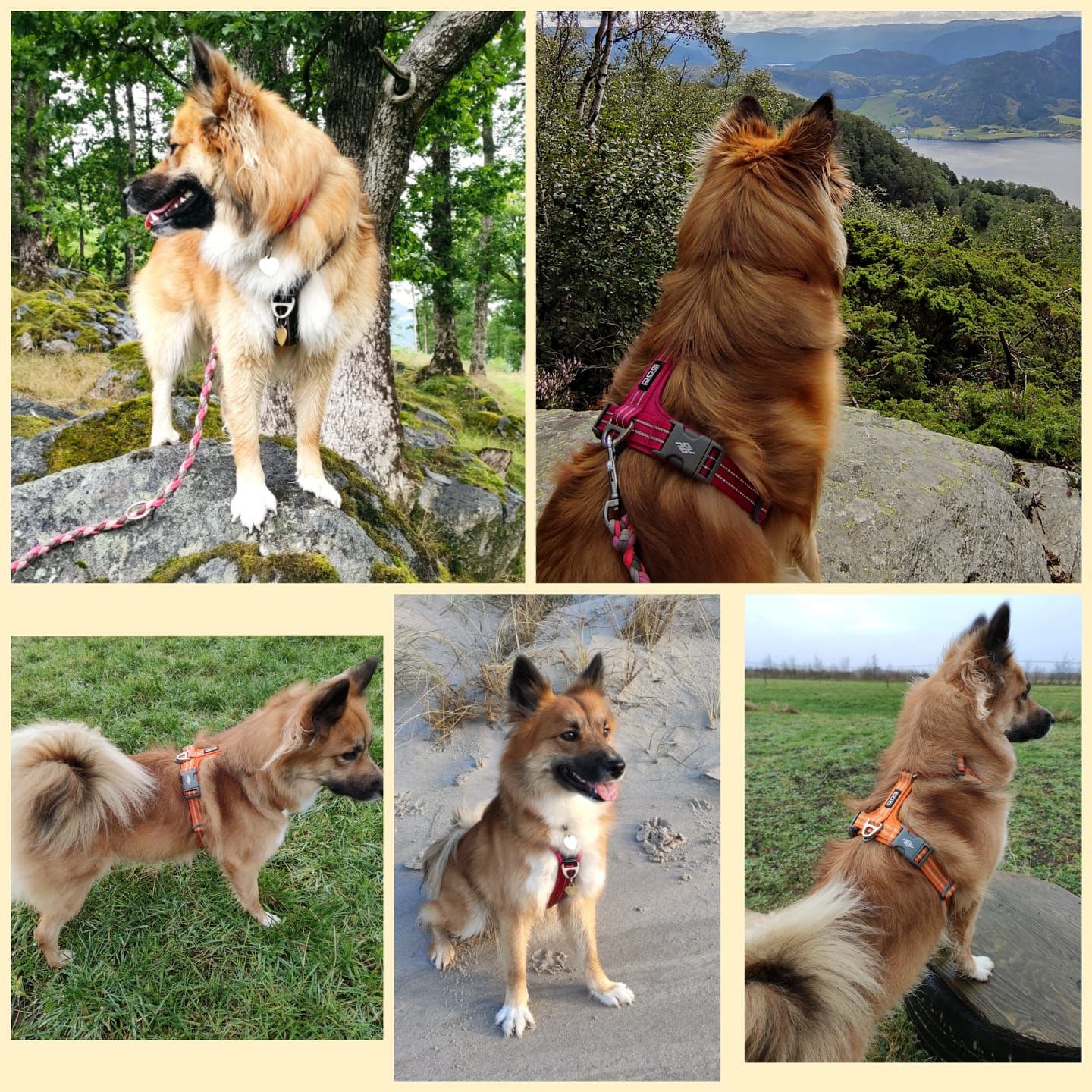Customer photo review of AIR Comfort Walk Sele (sort)