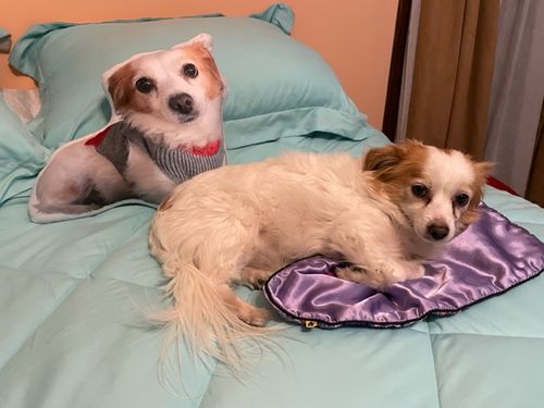Customer photo review of Create A Custom Dog Pillow