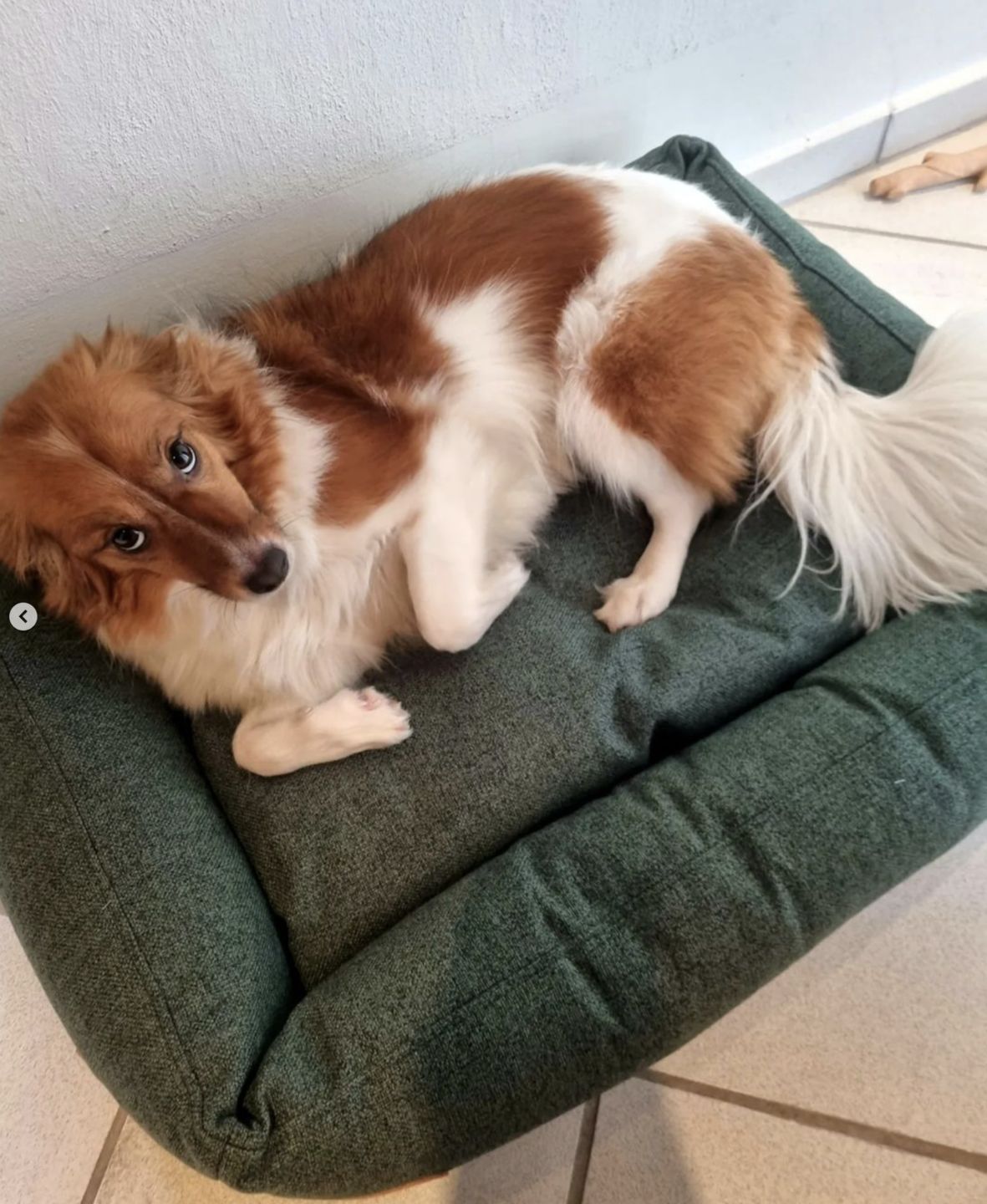 Customer photo review of Hundeseng 'HYGGE' (grøn)