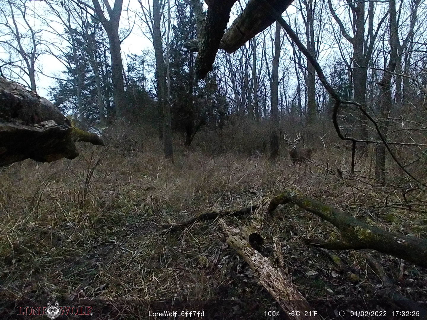 Customer photo review of Undercover™ Trail Camera