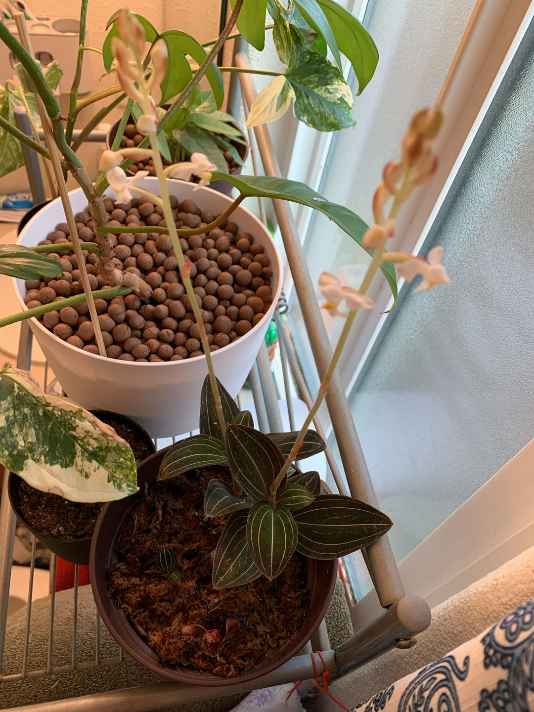 Customer photo review of 3" Orchid Ludisia discolor