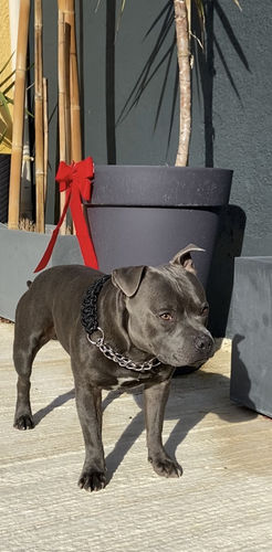 Customer photo review of COLLIER + LAISSE "BLACK ARMY"