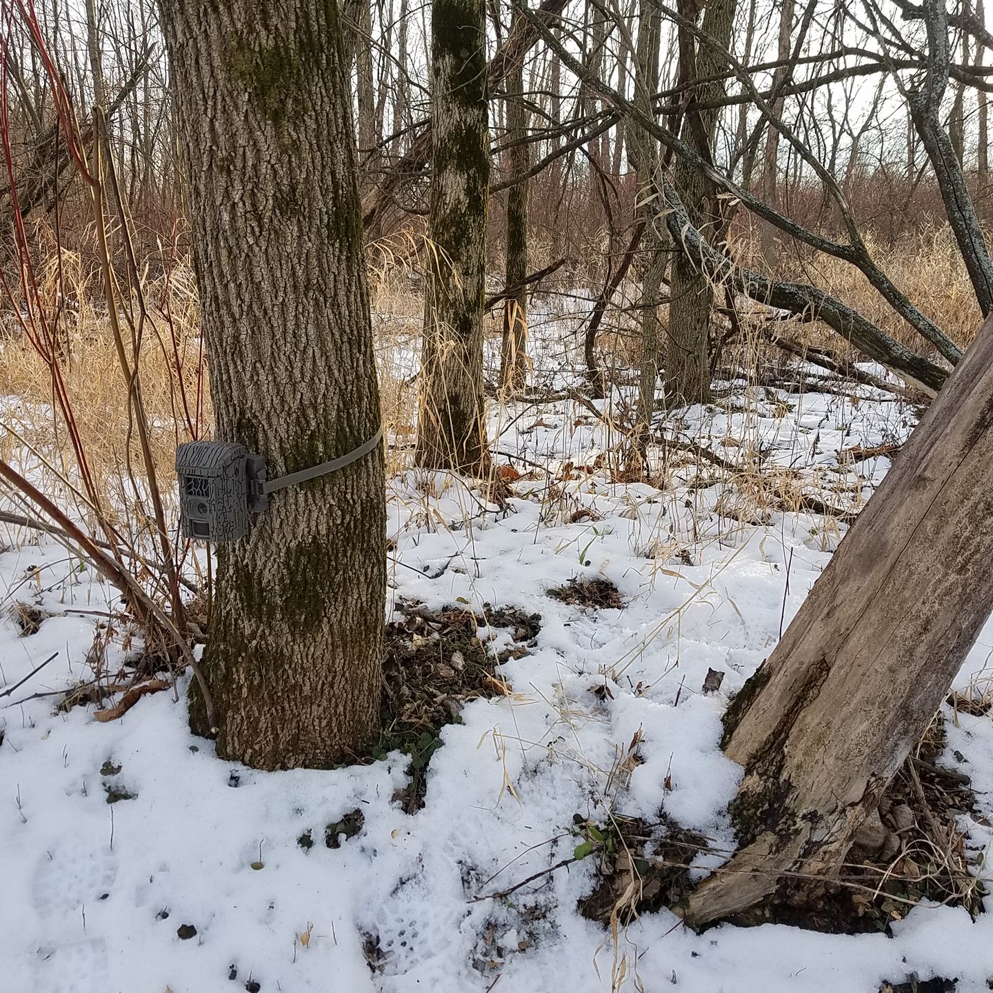 Customer photo review of Undercover™ Trail Camera