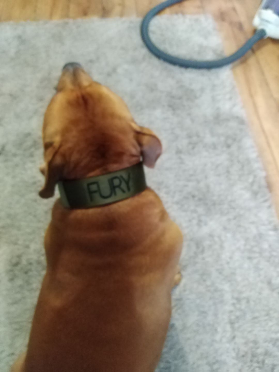 Customer photo review of 5cm Nylon Dog Collar - Khaki v2.0