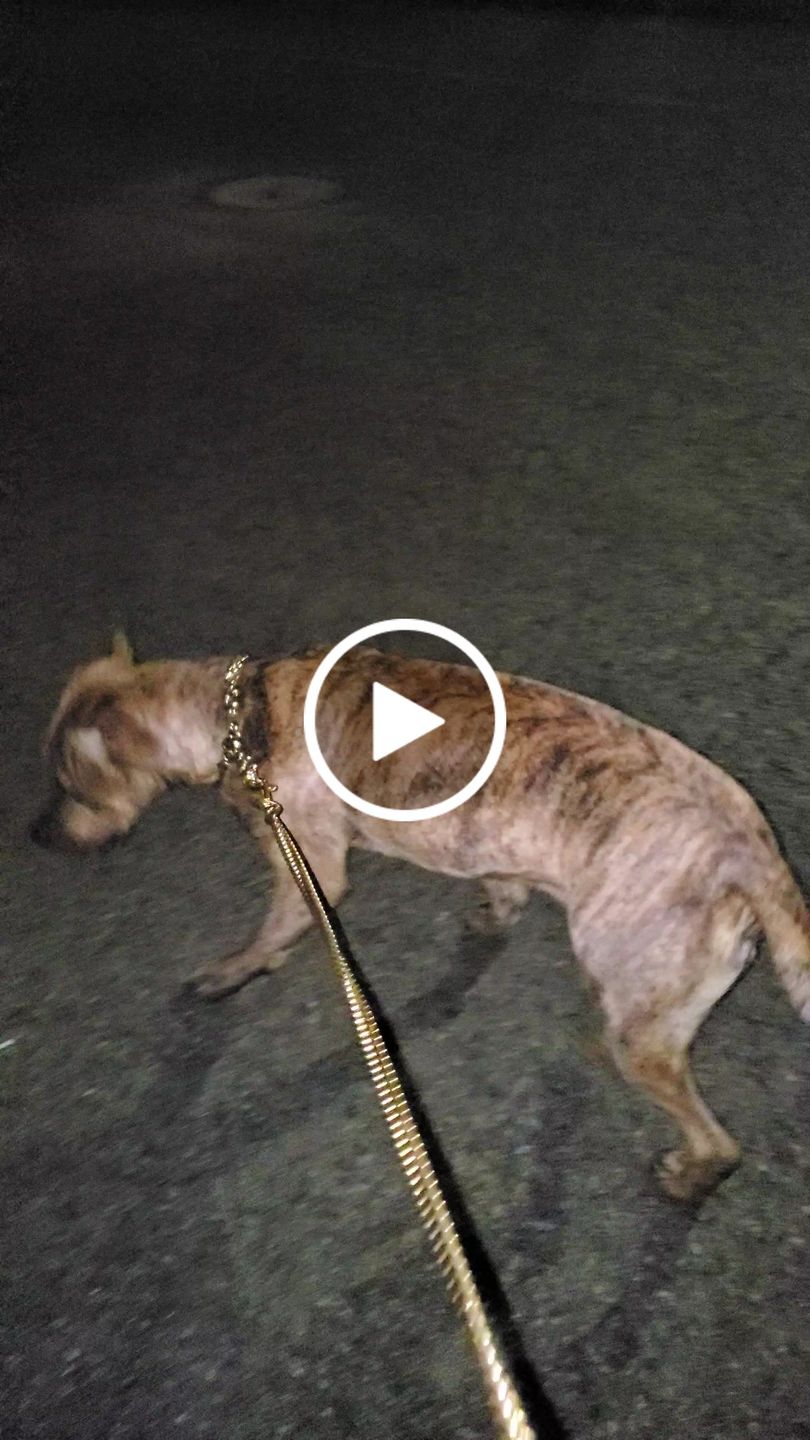 Customer video review of MIAMI LEASH