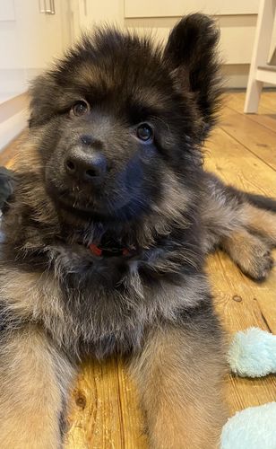 Customer photo review of The Perfect Puppy Course