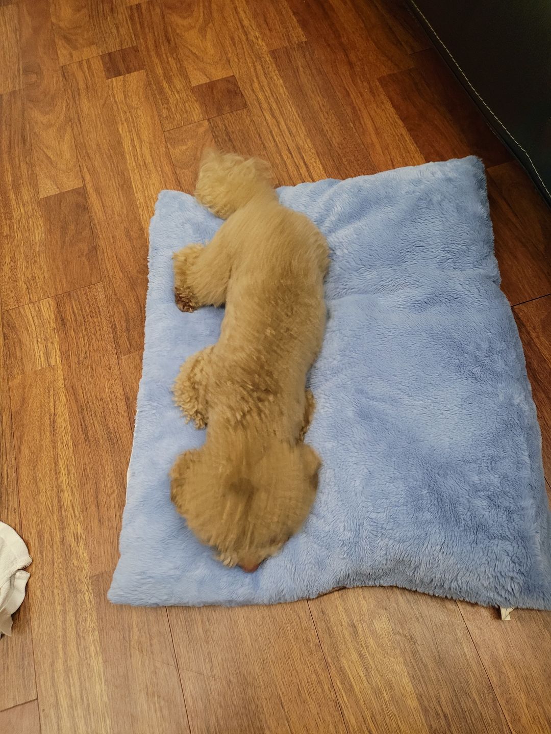 Customer photo review of arrr Sleeping Blanket