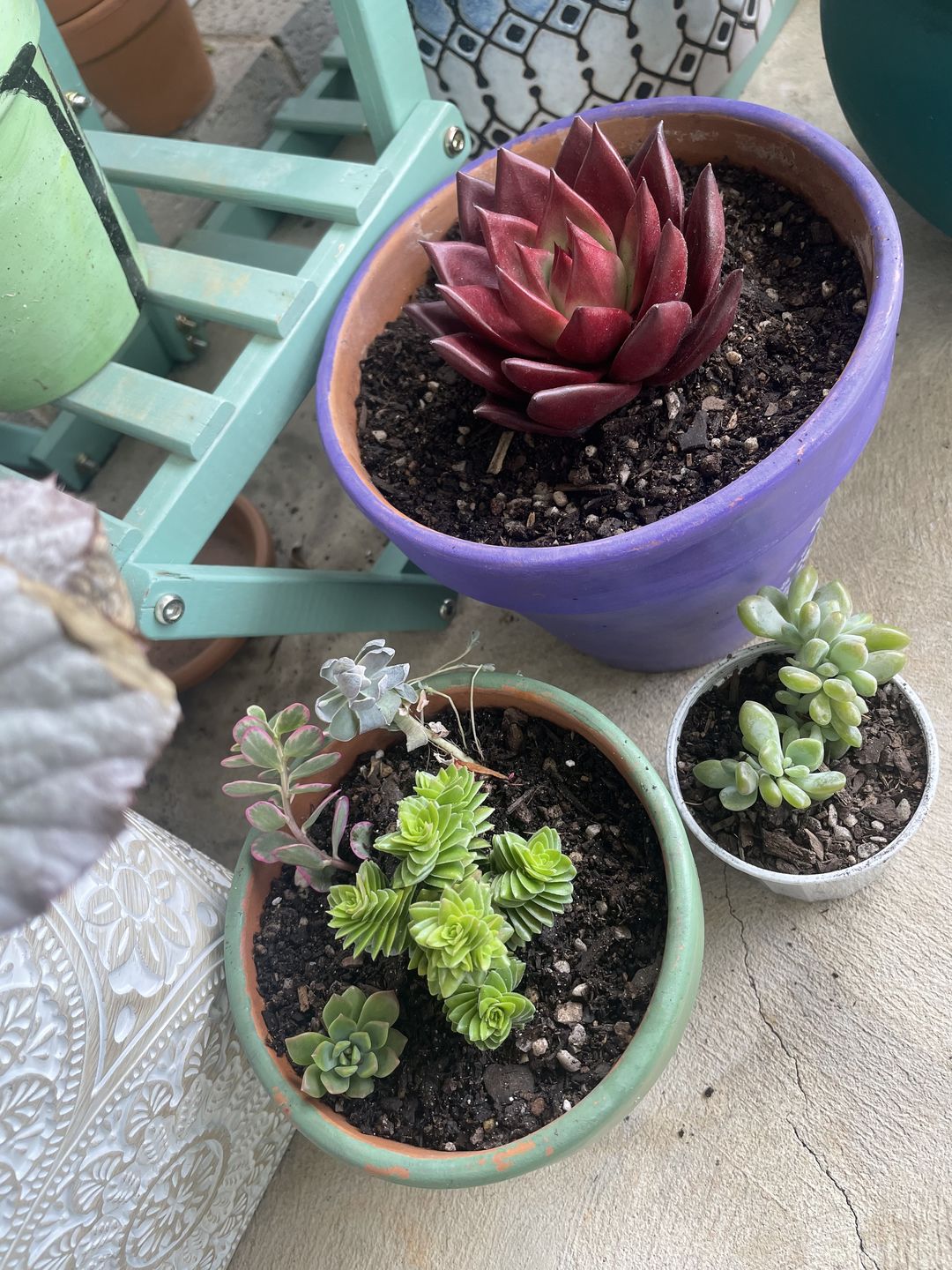 Customer photo review of Crassula 'Estagonal'