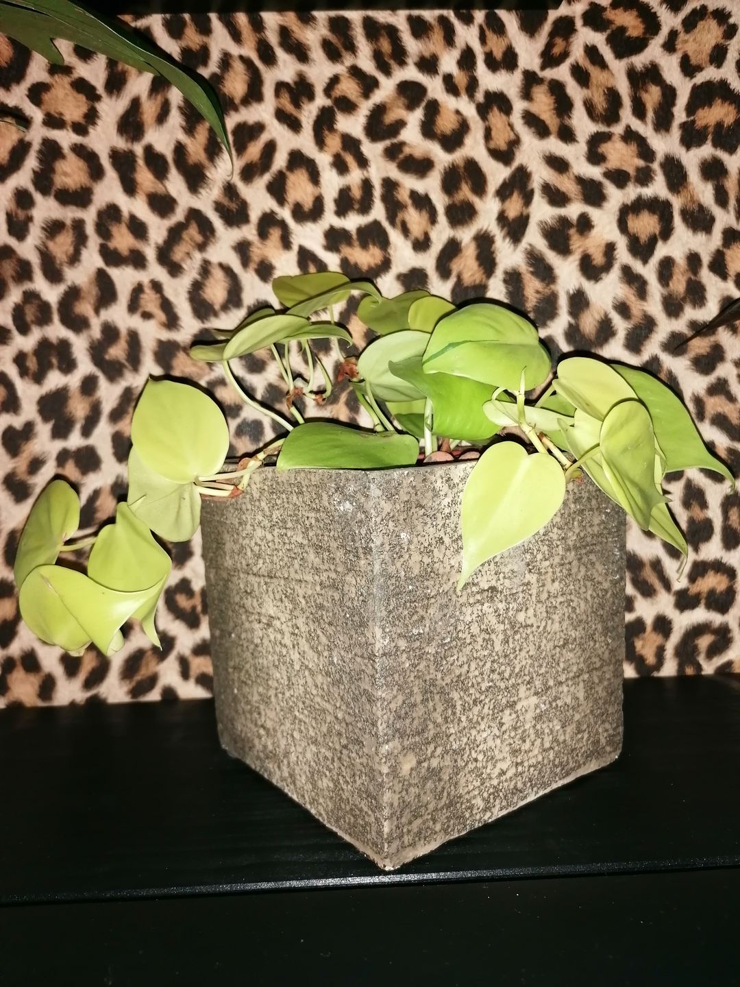 Customer photo review of PHILODENDRON HEDERACEUM LEMON LIME