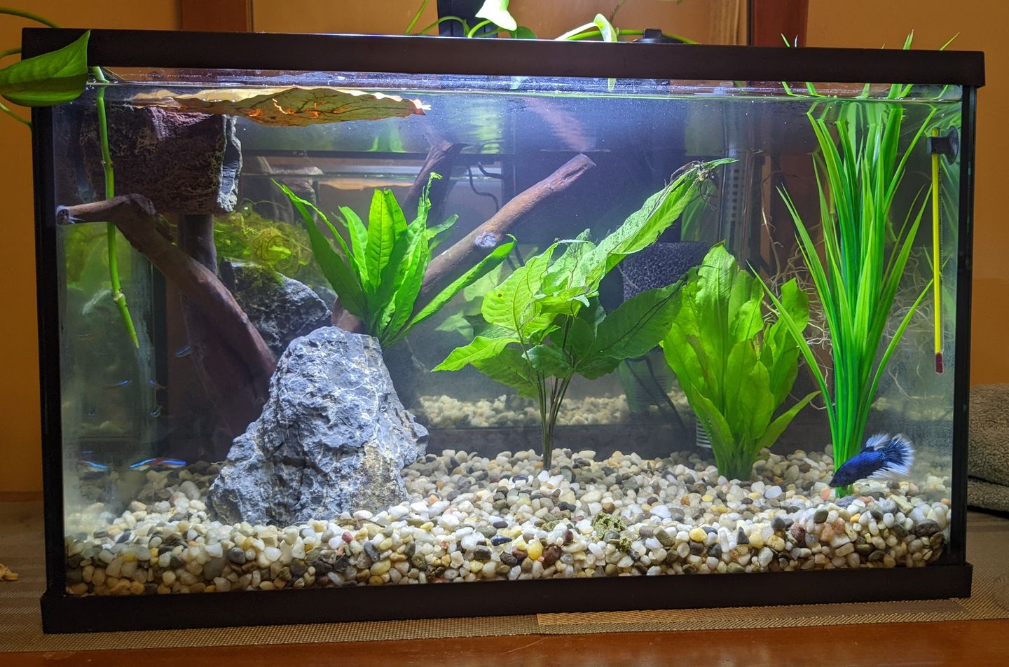 Customer photo review of FritzZyme 7 Freshwater Live Bacteria