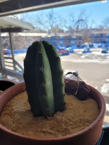 Customer photo review of San Pedro Cactus | Echinopsis pachanoi