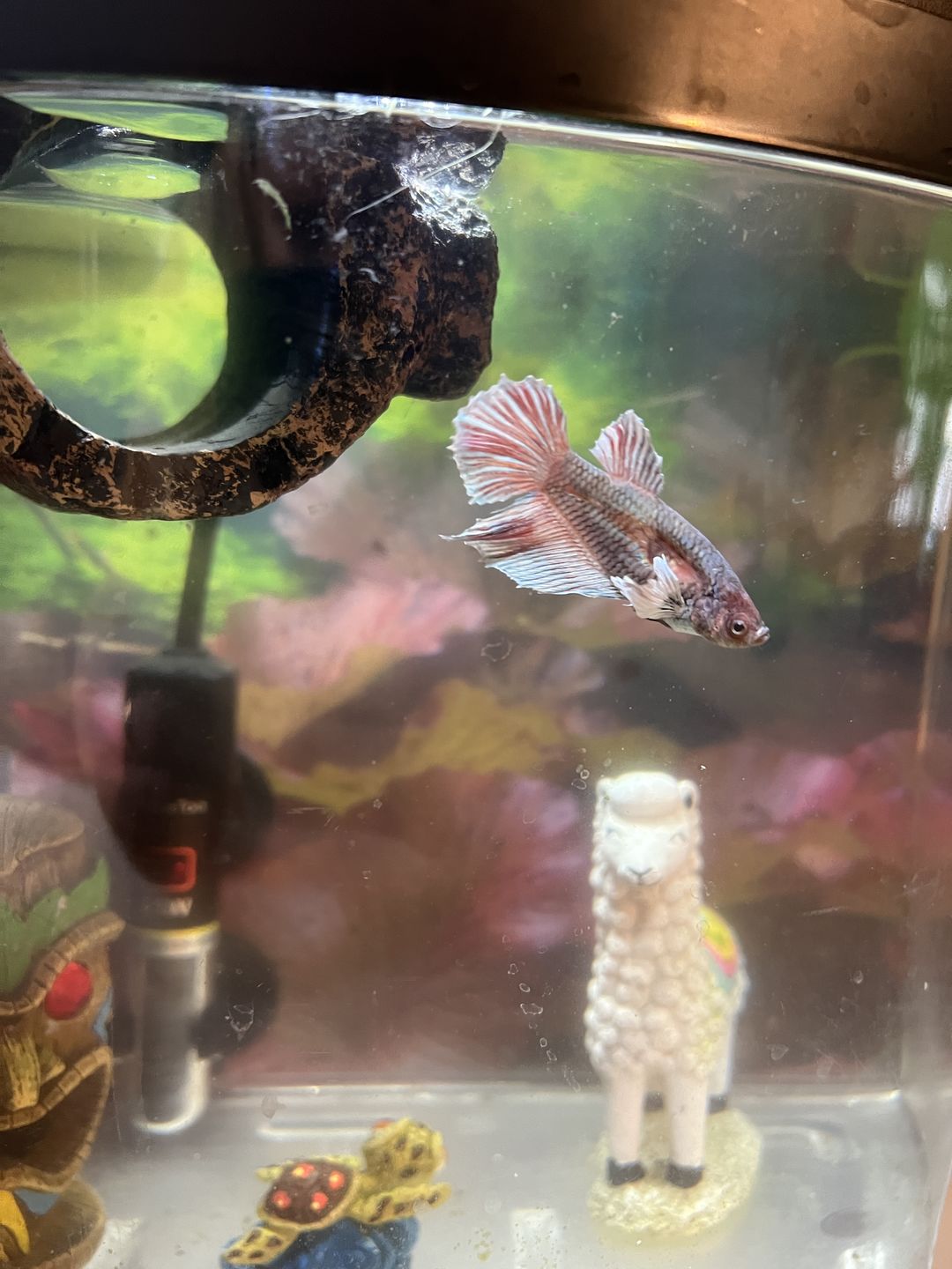 Customer photo review of Maracyn Two