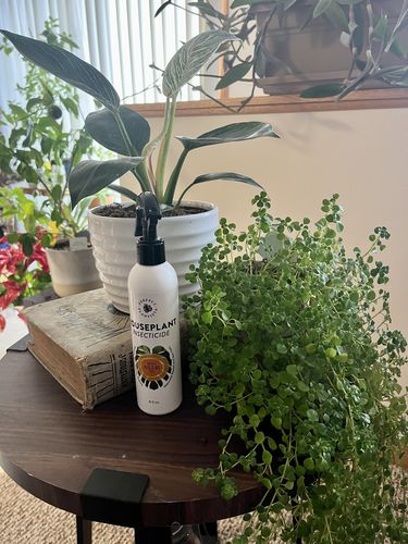 Customer photo review of Houseplant Insecticide w/ Neem