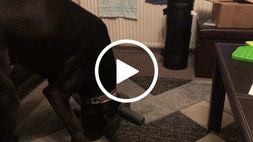 Customer video review of The Fenrir Hammer