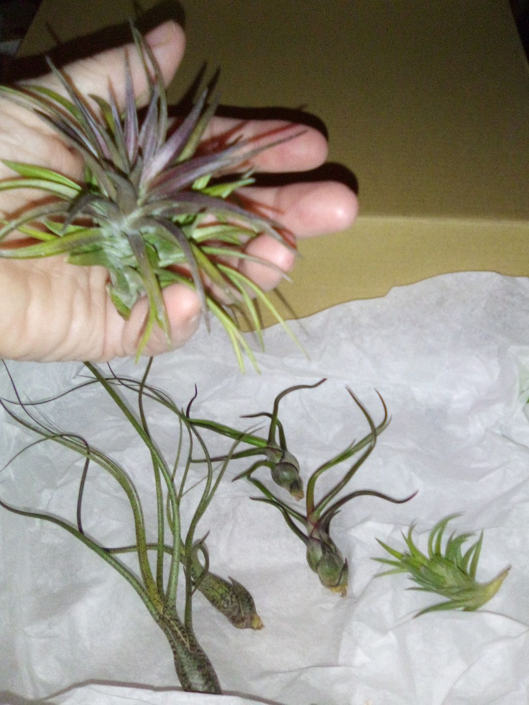 Customer photo review of Wholesale Bulbosa Small  (Minimum Order 5)