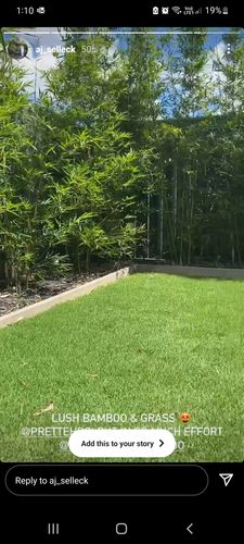 Customer photo review of Gracilis Bamboo 20cm (One of a Kind™)