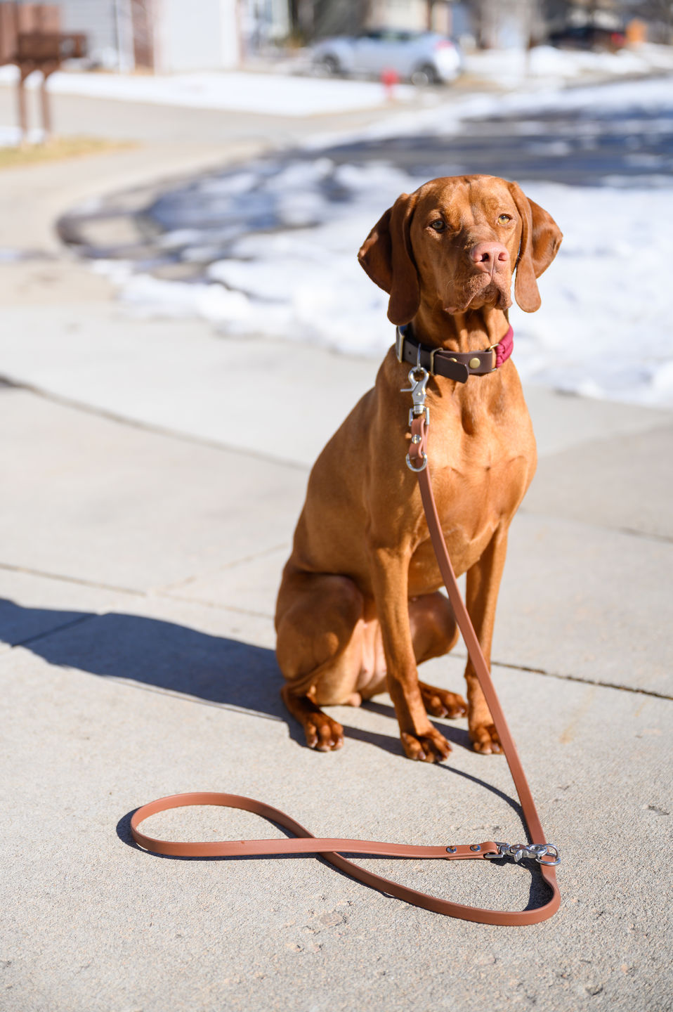 Customer photo review of SimpleLead Multifunctional Leash