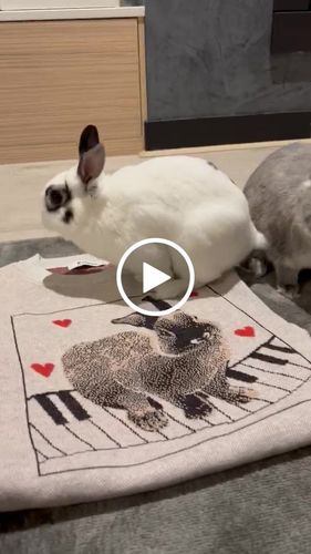 Customer video review of Full-Body Pet Custom Sweater