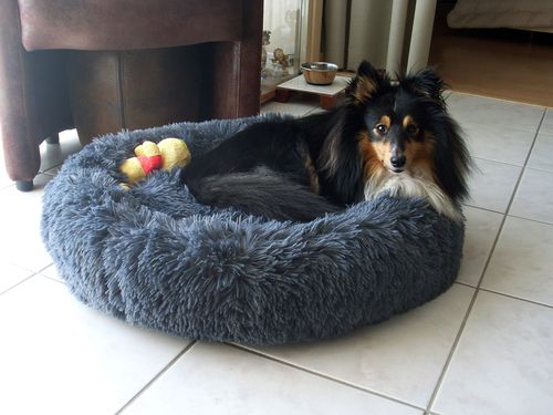 Customer photo review of Collier Anti Aboiement PuppySafe