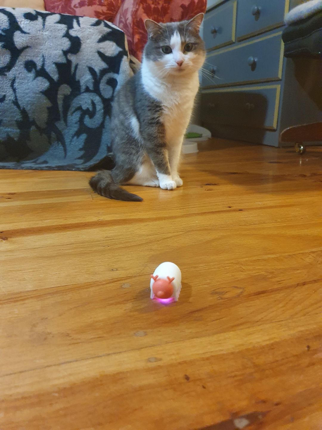 Customer photo review of Mayitwill Little Snow Monster Automatic Cat Toy