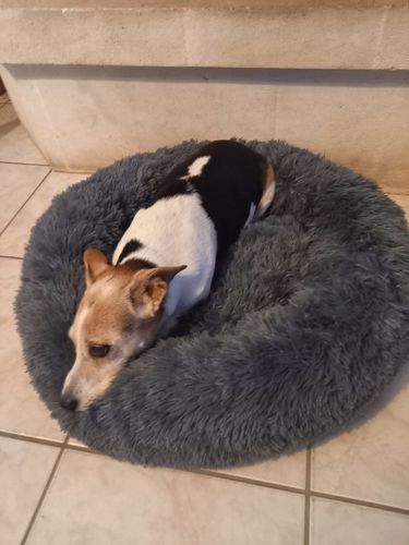 Customer photo review of Coussin Relaxant PuppySafe™ pour Chiens et Chats