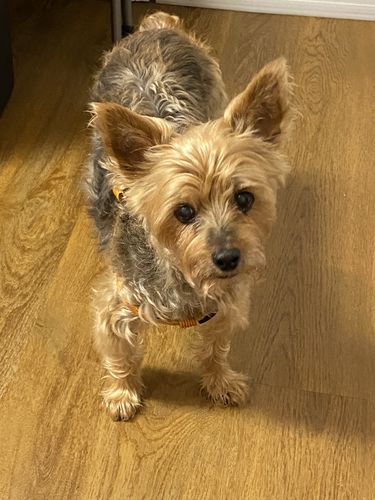 Customer photo review of Pet Tincture 500mg Isolate CBD