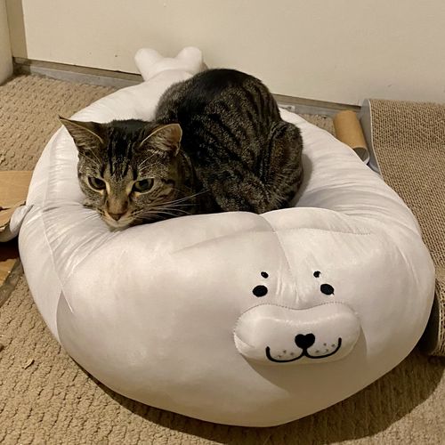 Customer photo review of Seal Pet Bed