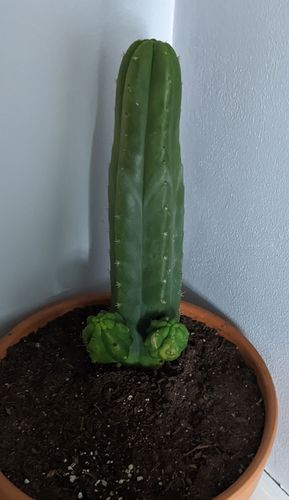 Customer photo review of San Pedro Cactus Cuttings | Echinopsis pachanoi Cuttings