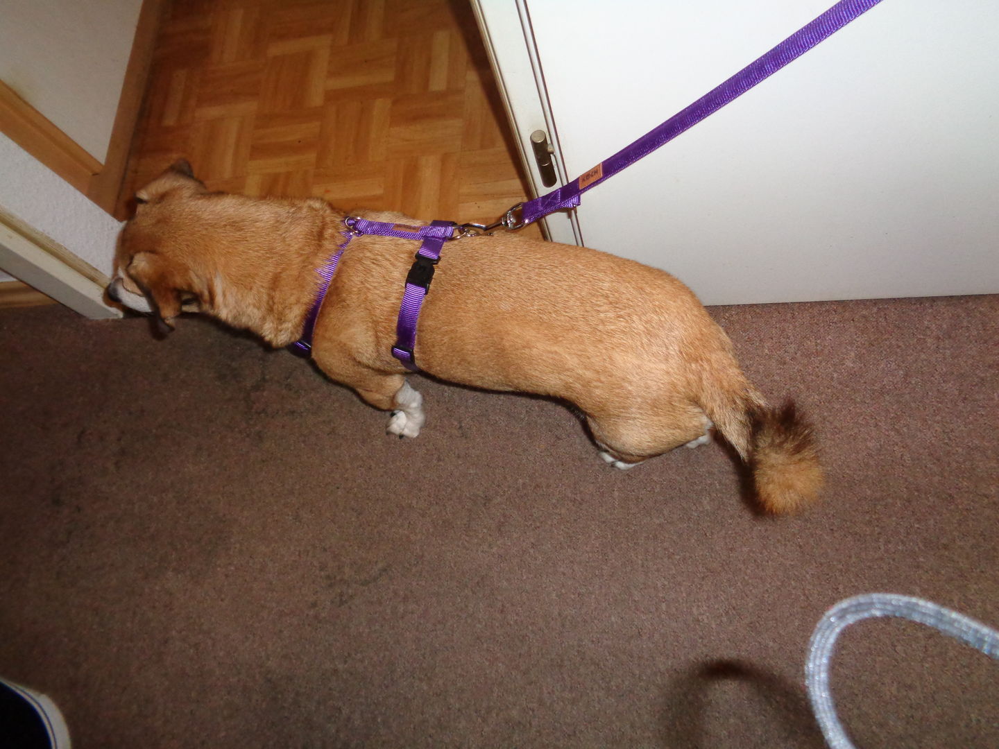 Customer photo review of PREMIUM Hundegeschirr gepolstert
