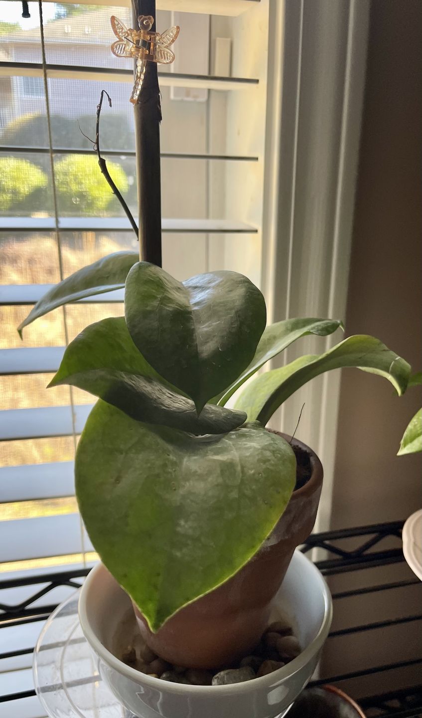 Customer photo review of 3" Hoya surigaoensis