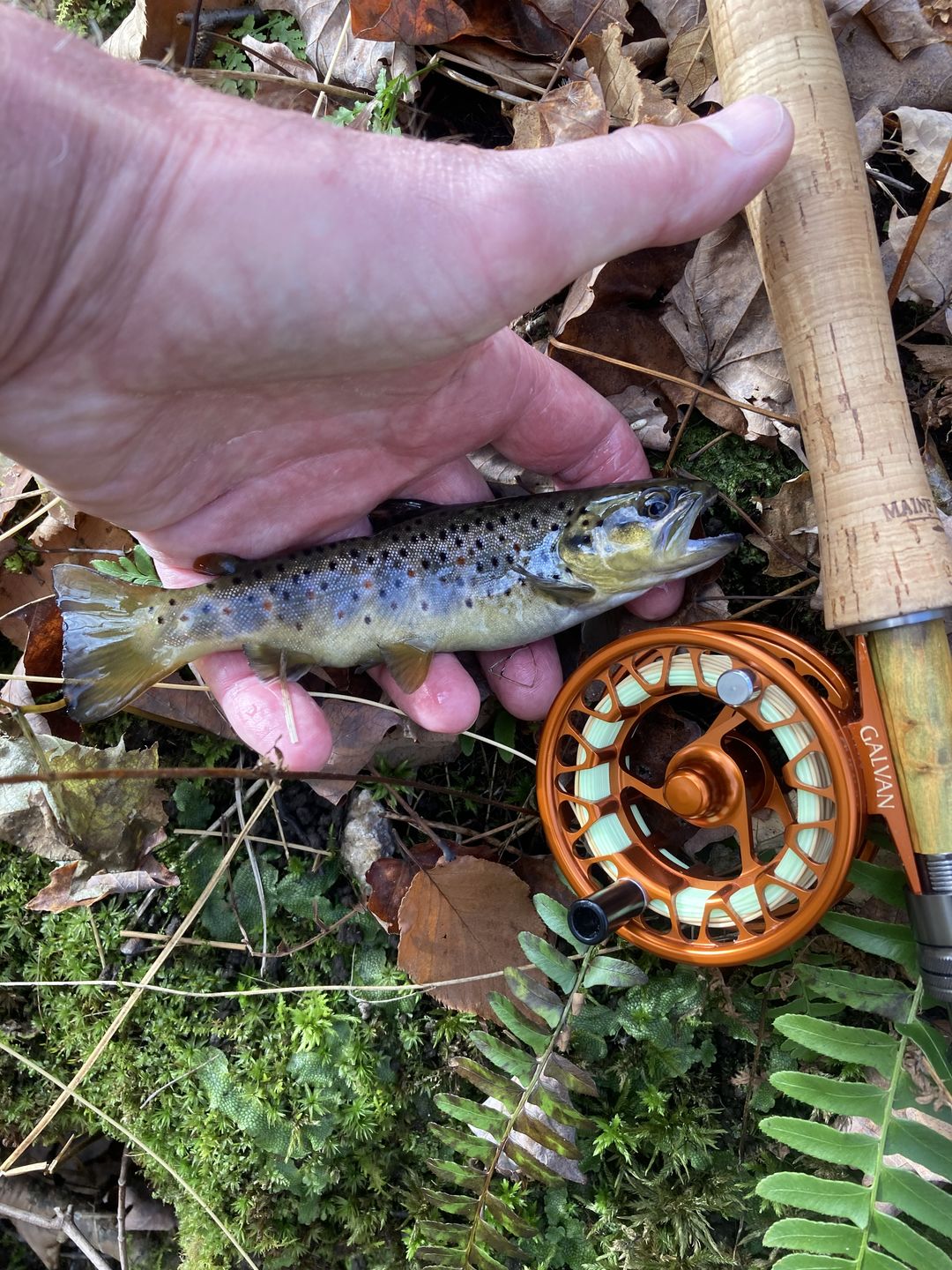 Customer photo review of Galvan Brookie Fly Reel