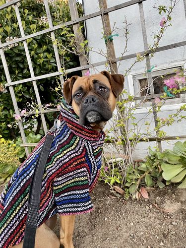 Customer photo review of Playa Poncho