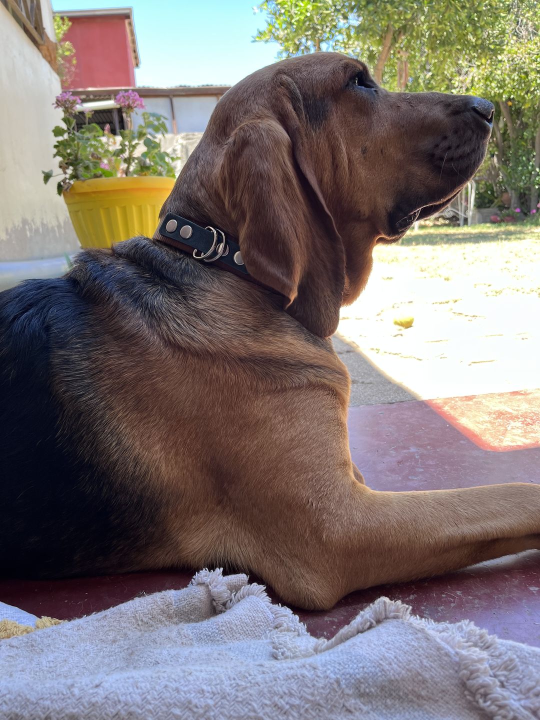 Customer photo review of Collar Duke Marrón Corrugado Envejecido/Jeans