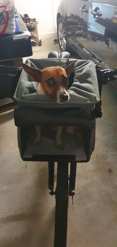 Customer photo review of All In One Pet Carrier Bag | Dog Bike Basket | Backpack for Dogs & Cats | Car Booster Seat