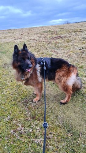 Customer photo review of Ragnar Training Leash