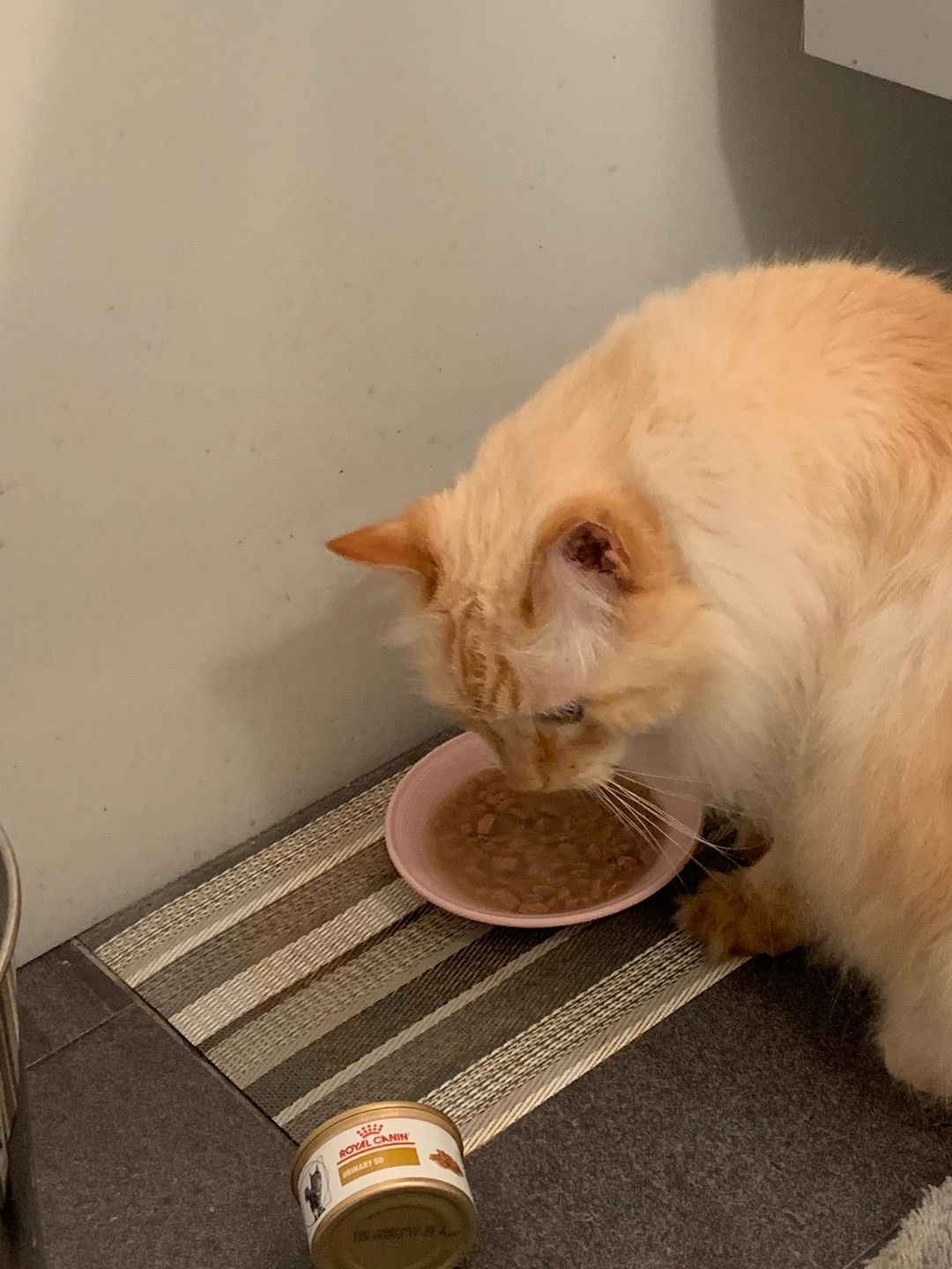 Customer photo review of Royal Canin Veterinary Diet - Urinary SO Morsels in Gravy Canned Cat Food