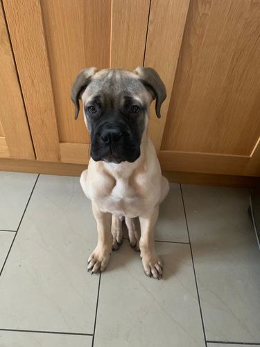 Customer photo review of The Perfect Puppy Course