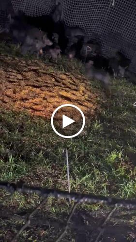 Customer video review of Pig Brig Trap System