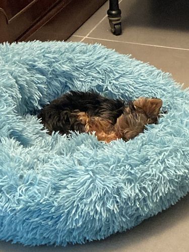 Customer photo review of Panier Coussin Déhoussable Fermeture Eclair Chien & Chat