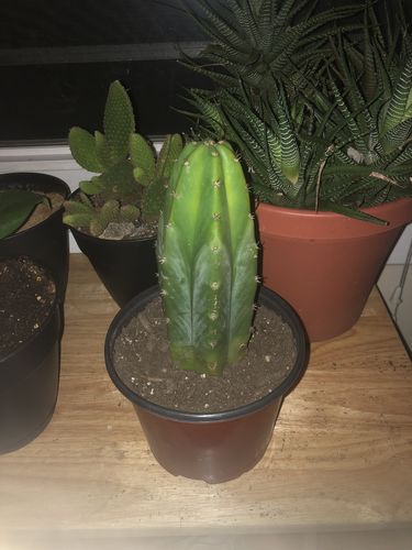 Customer photo review of San Pedro Cactus | Echinopsis pachanoi