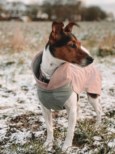 Customer photo review of Recovery Winter Shirt Pink for Dogs